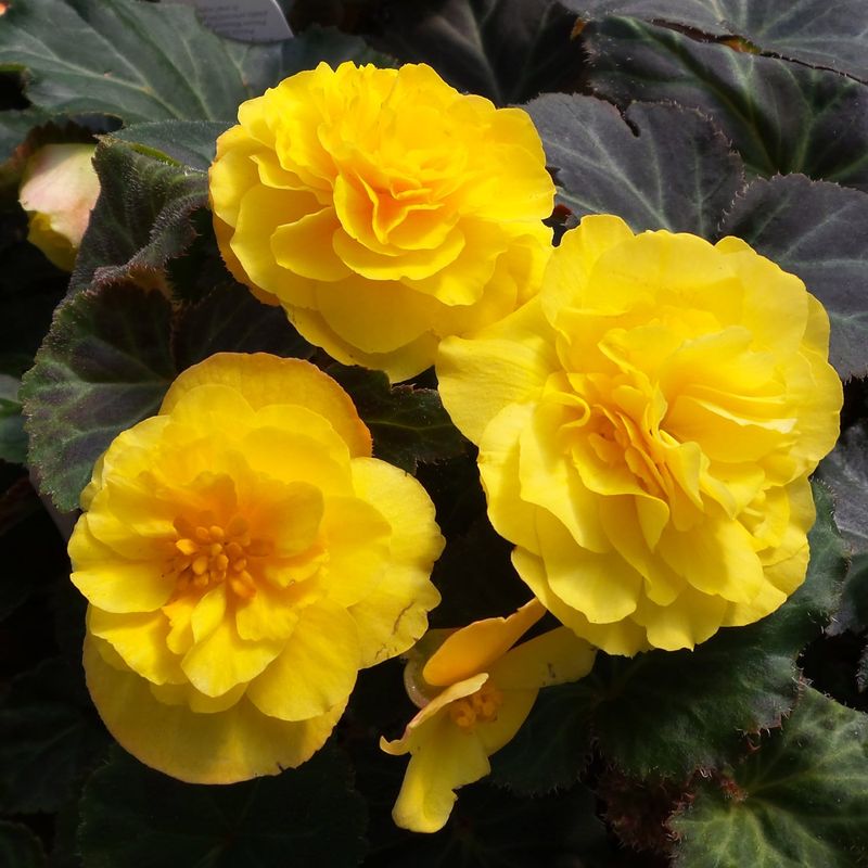 Begonia 'Nonstop Mocca Yellow'