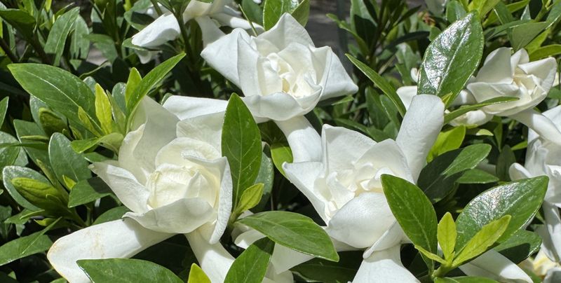 Gardenias