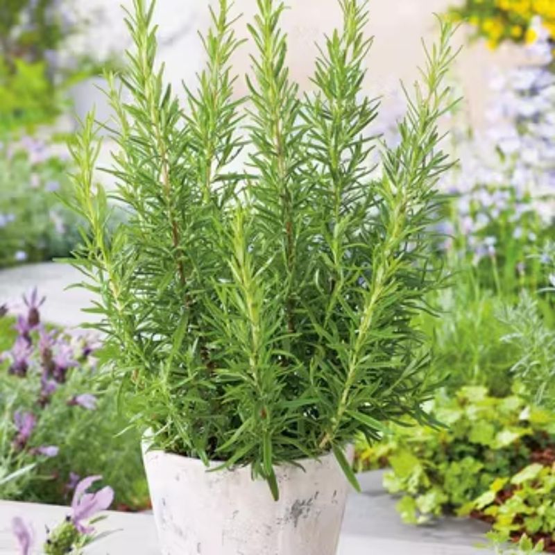 Rosemary