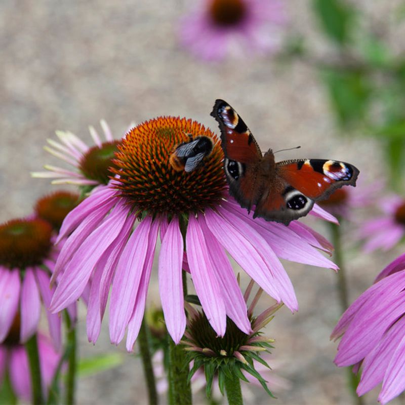 Coneflower