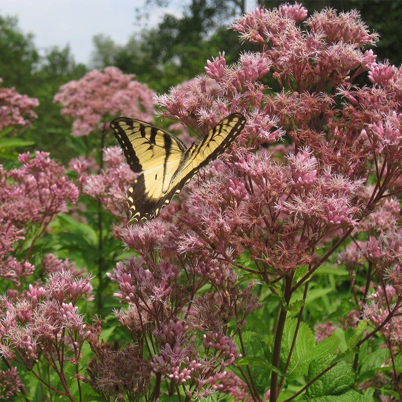 Joe-Pye Weed