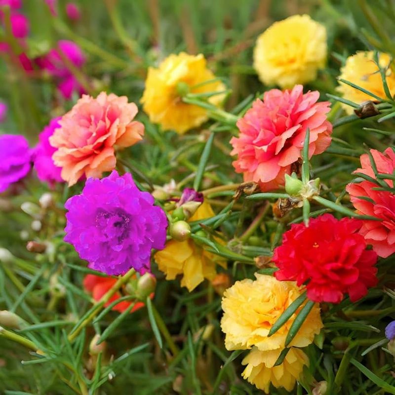 Portulaca - The Moss Rose That Opens with Sunshine