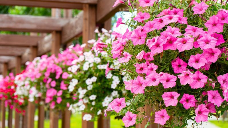 Petunias: Colorful Cascades