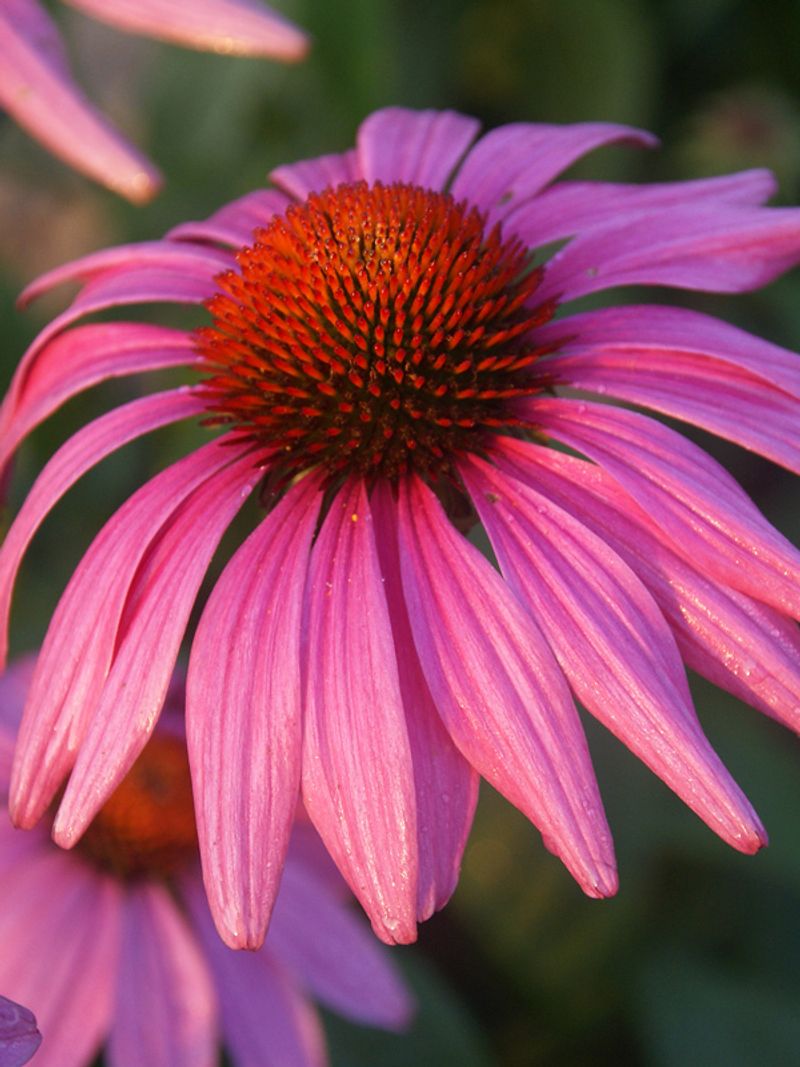 Echinacea