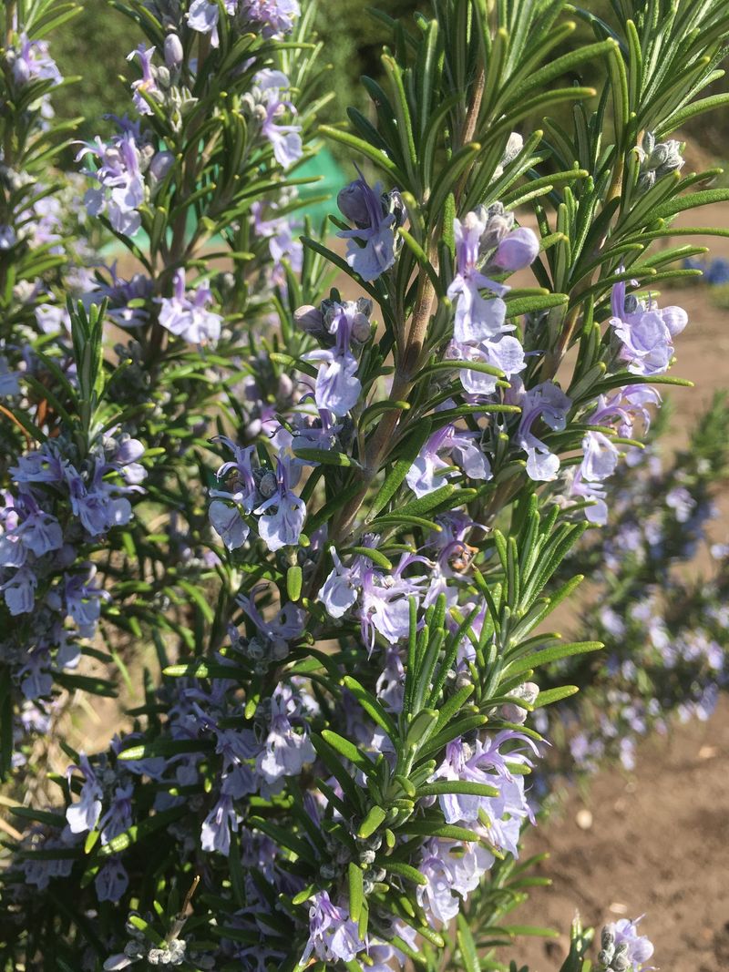 Rosemary (Salvia rosmarinus)