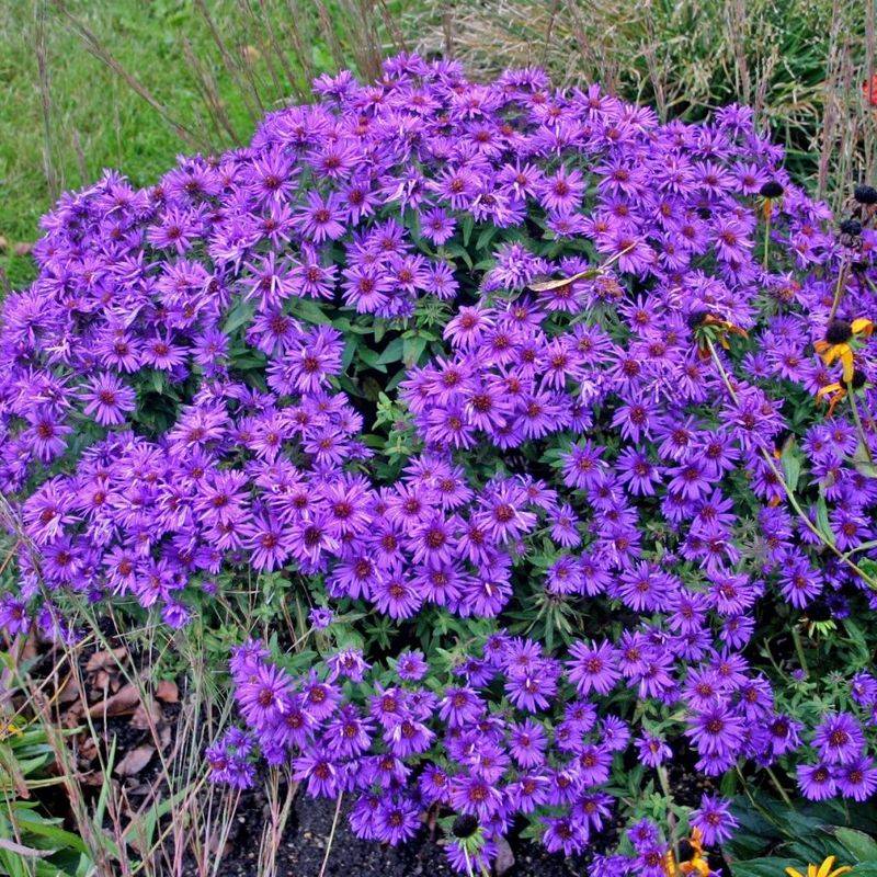Aster (Symphyotrichum novae-angliae 'Purple Dome')