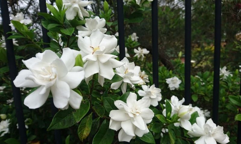 Gardenia (Gardenia jasminoides)