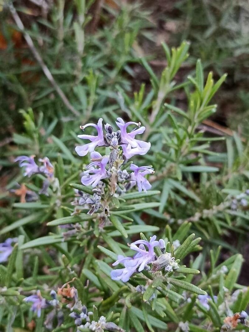 Rosemary (Salvia rosmarinus)