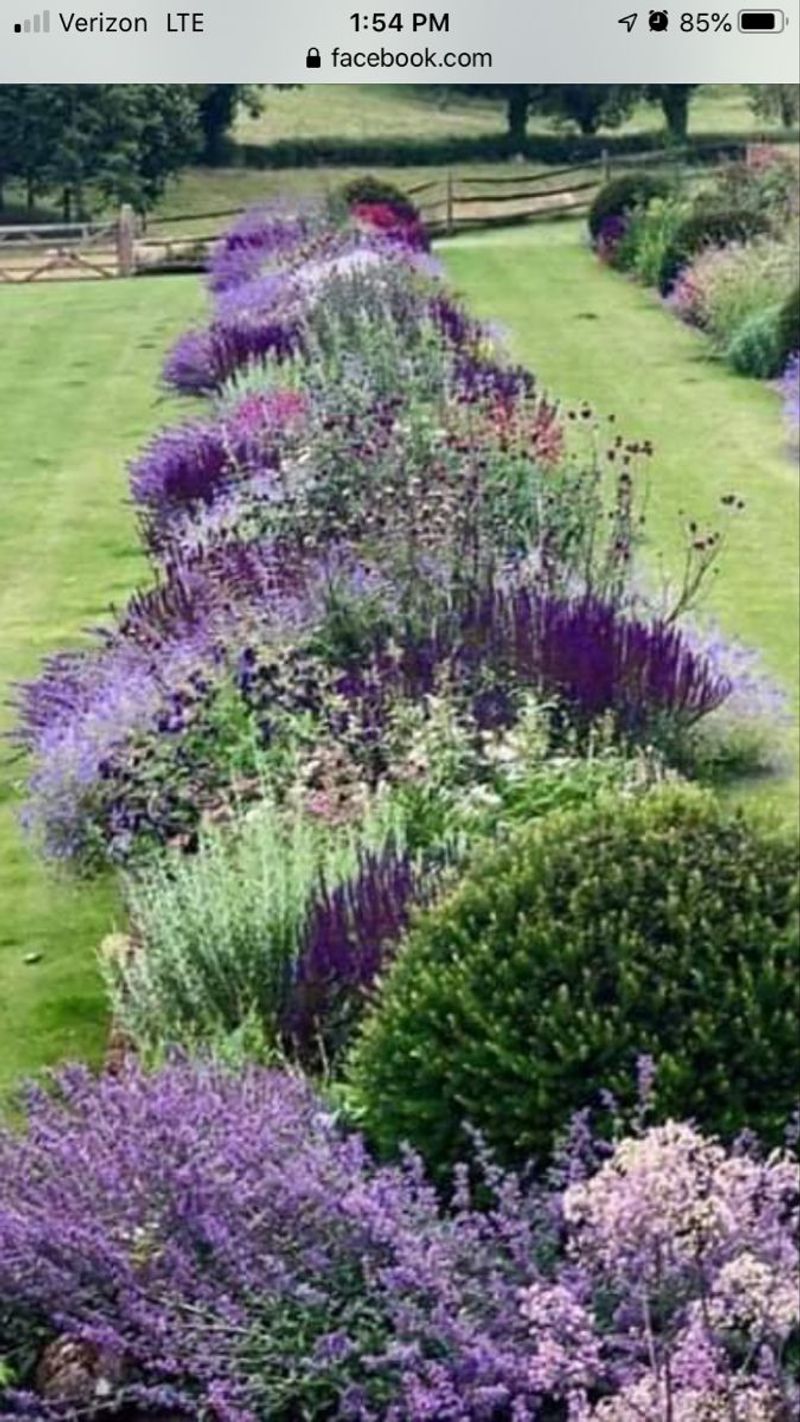 Mixed Floral Lavender Border