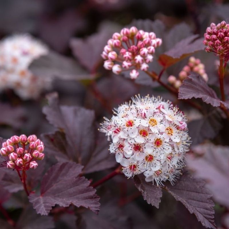 Ninebark Physocarpus Diablo