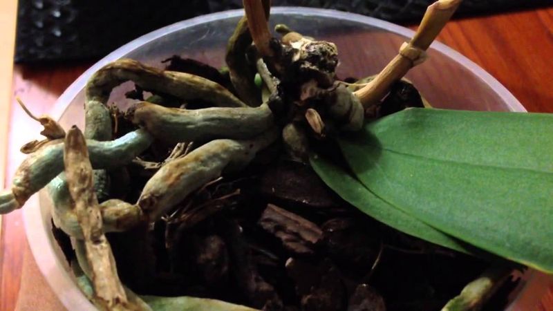 Root Inspection Catches Problems Early