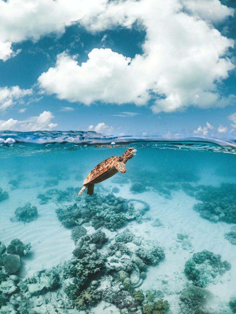 Ocean Temperatures Control Marine Life Breeding