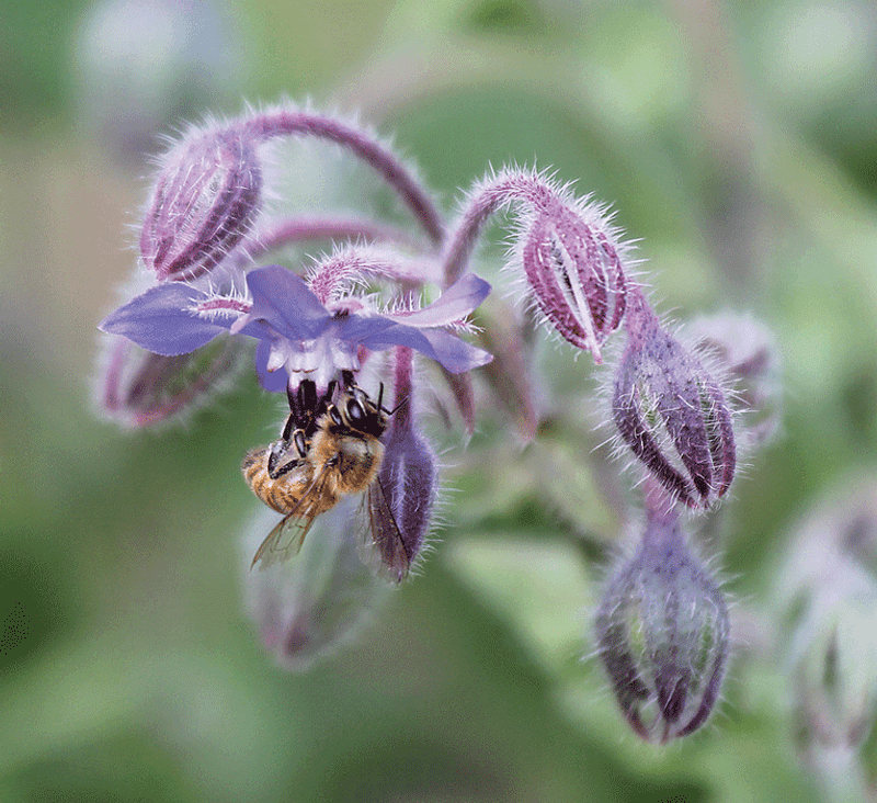 Bee Gardens for Pollination