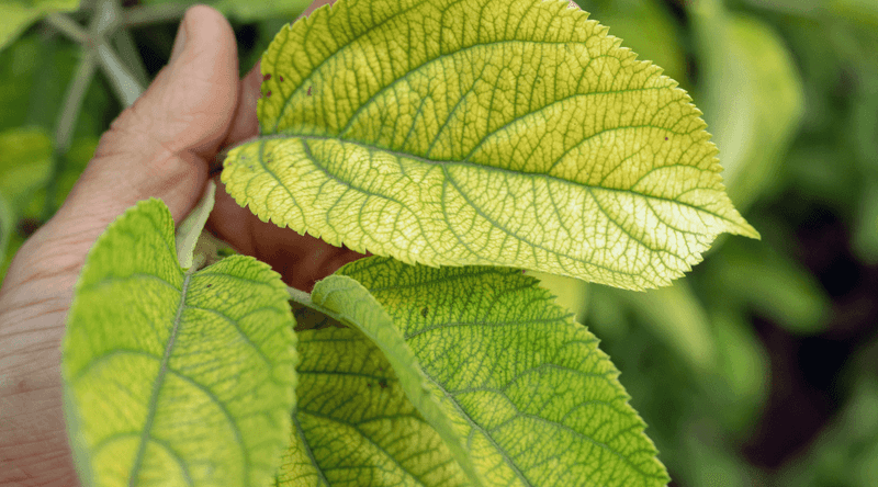 Chlorosis: The Yellowing Curse