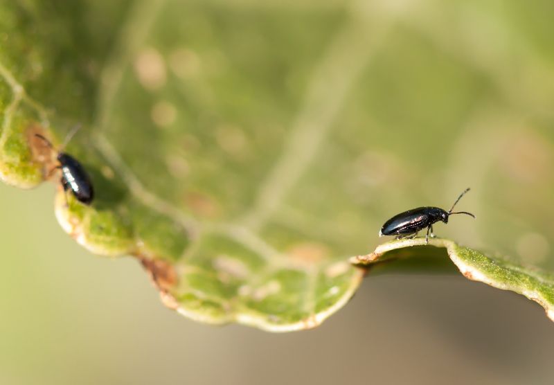 Flea Beetles