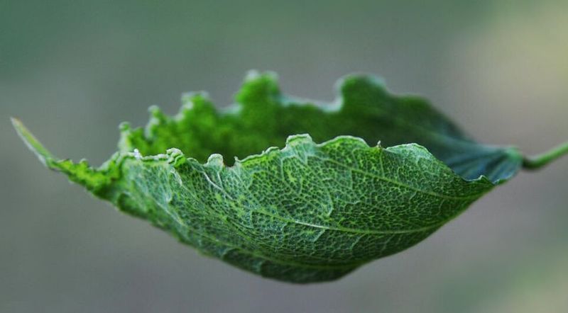 Unusual Leaf Shapes or Deformities