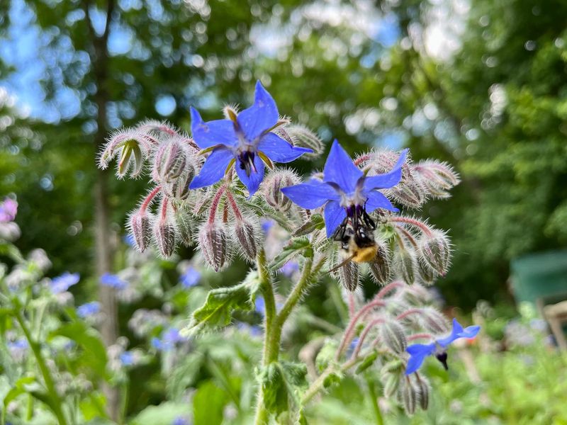 Borage