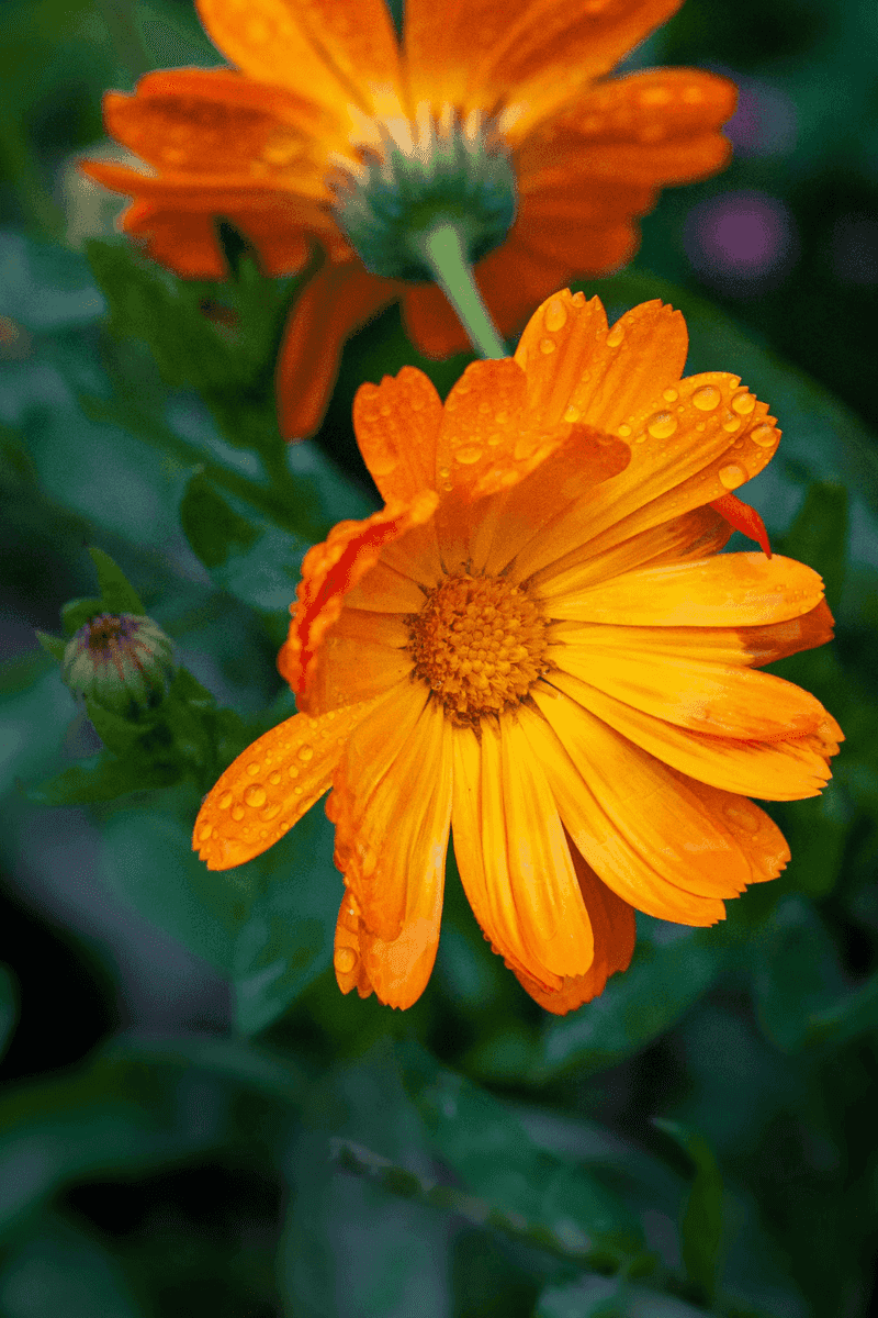 Calendula