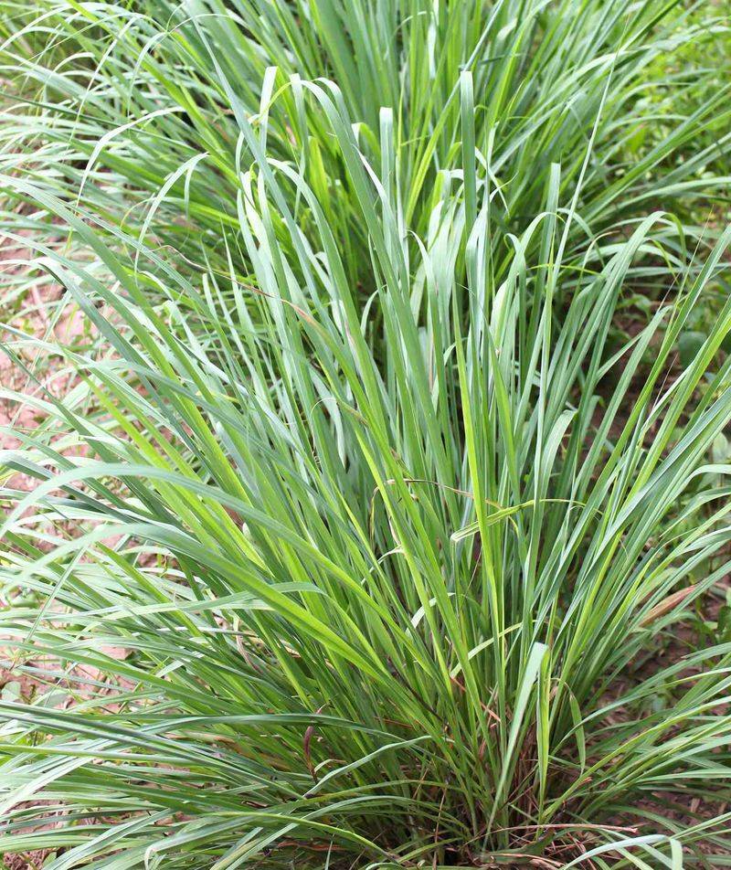 Citronella Grass