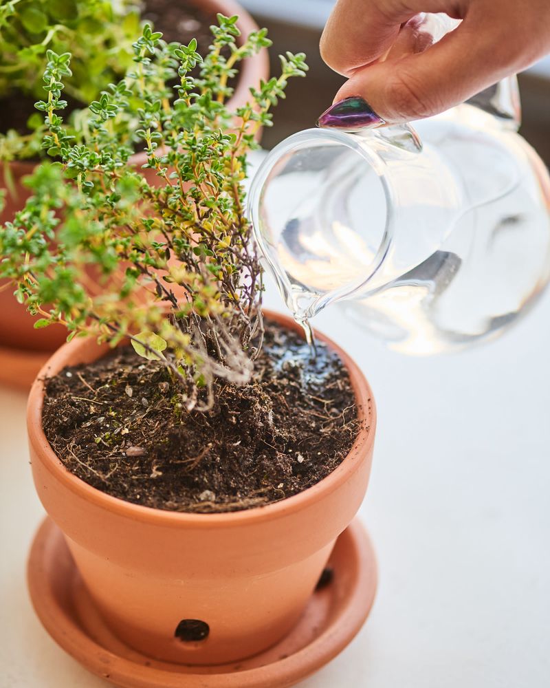 Thyme - The Subtle Flavor Master