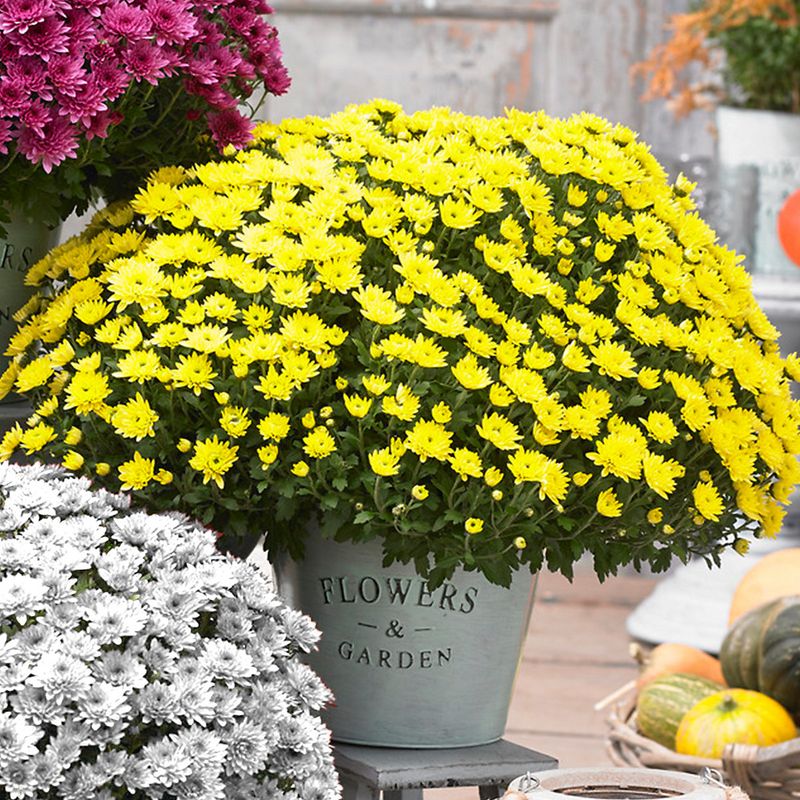 Chrysanthemum