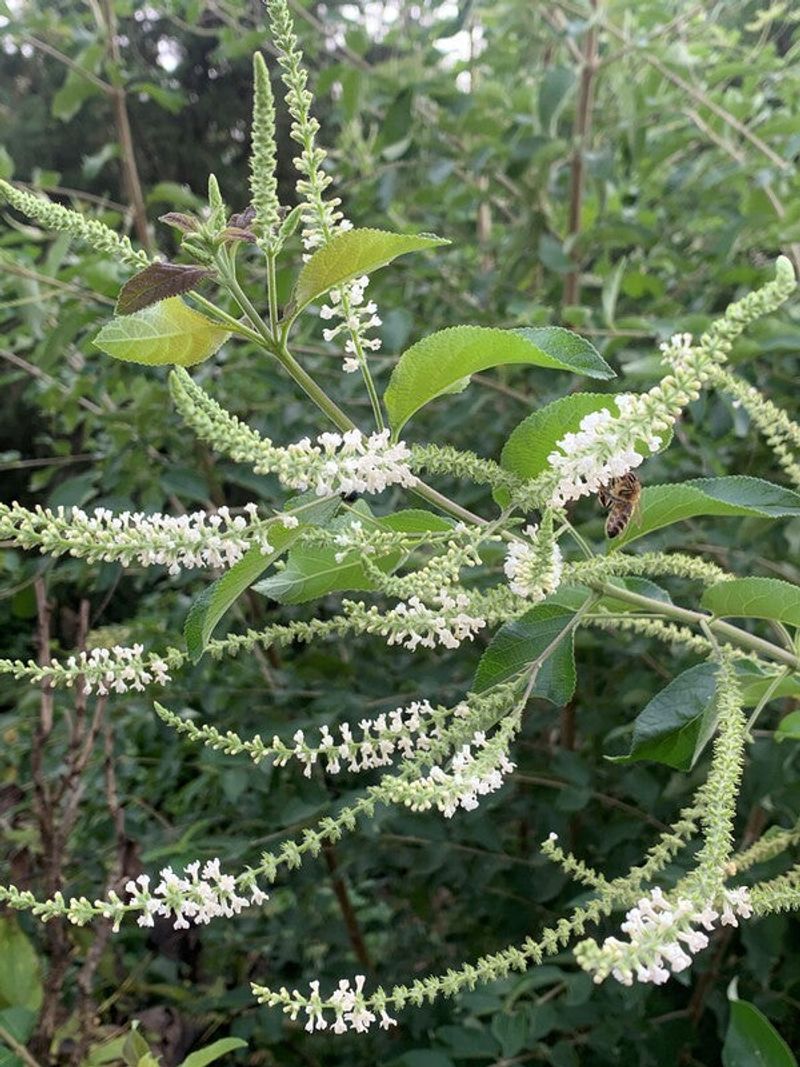 Almond Verbena (Aloysia virgata)