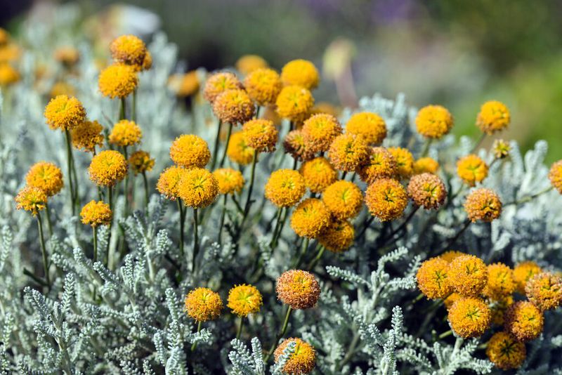 Santolina - The Cotton Lavender