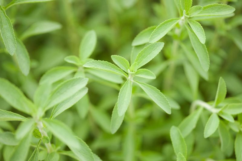 Stevia - Nature's Sugar Substitute