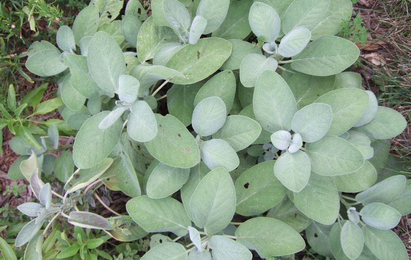 Sage