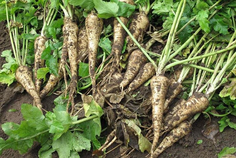 Parsnips