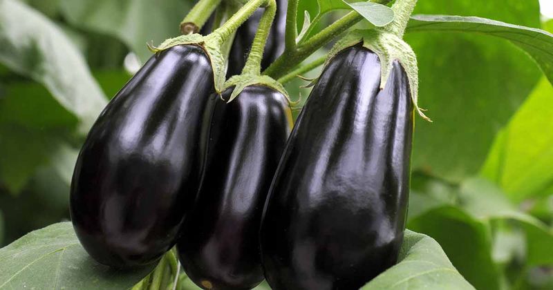 Eggplant