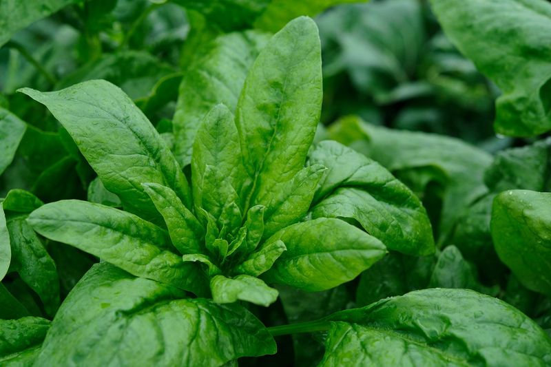 Spinach