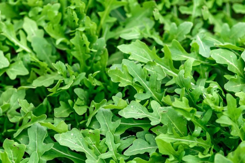 Arugula (30-40 days)