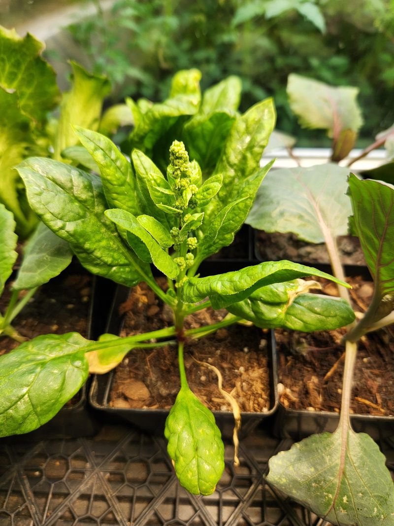 Spinach (True Spinach)