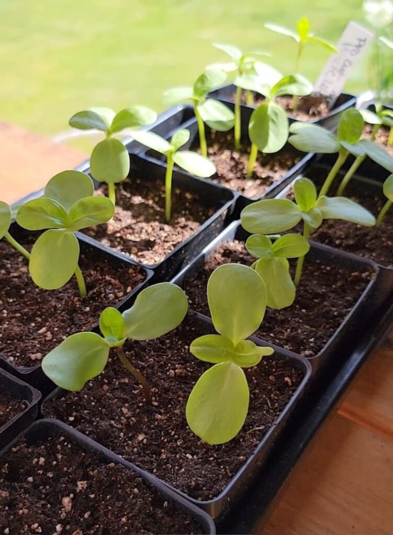 Flower Seedlings