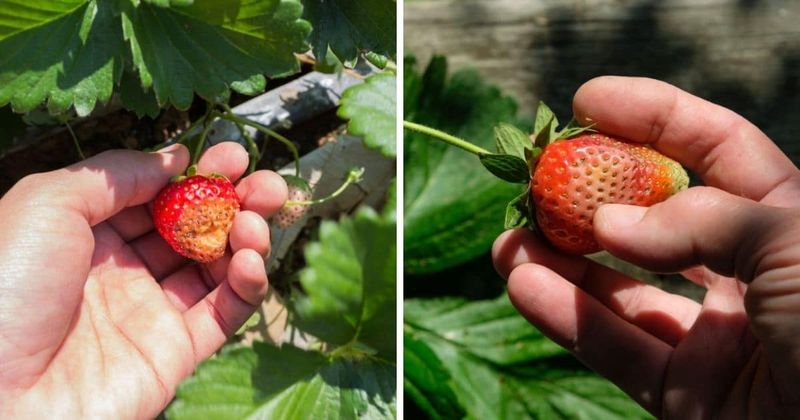 Strawberries Resisted Fungal Issues