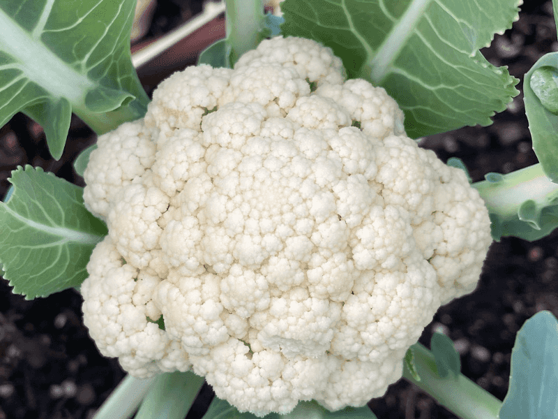 Cauliflower