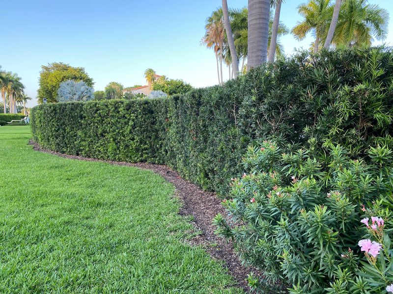 Podocarpus (Podocarpus macrophyllus)