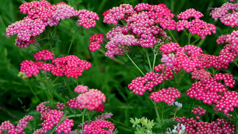 Yarrow (Achillea)