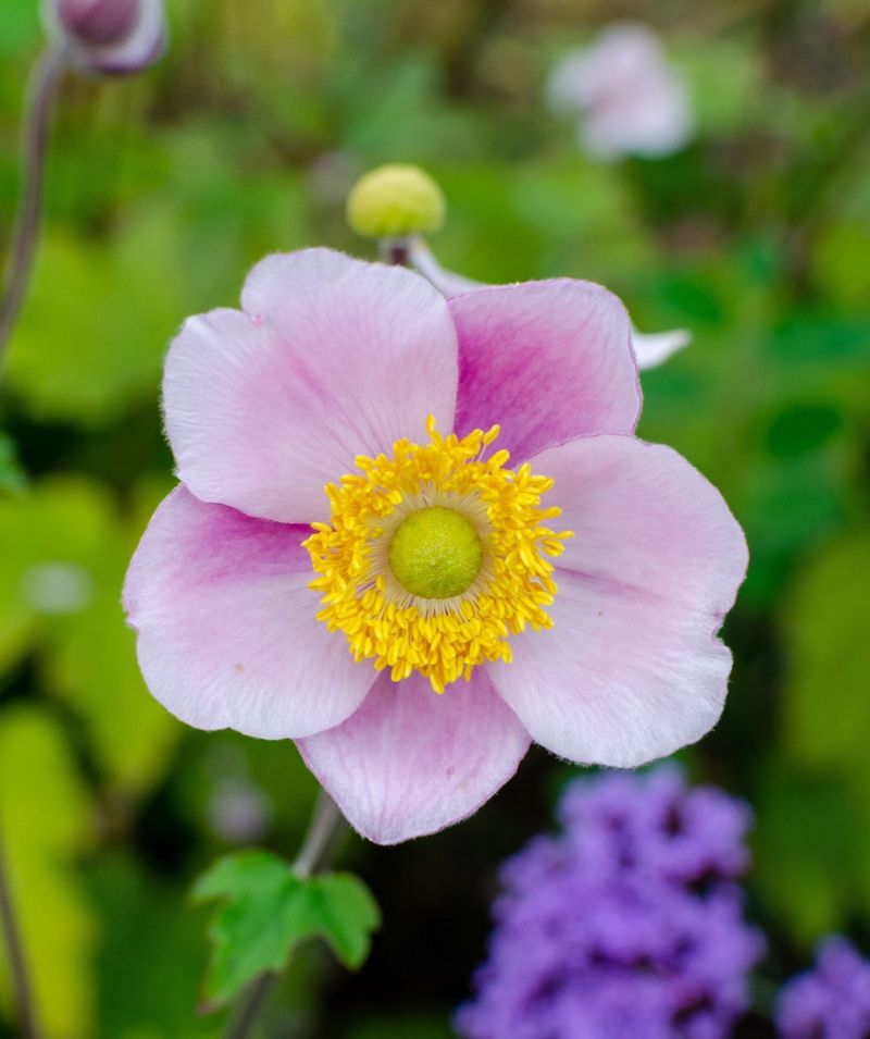 Japanese Anemone