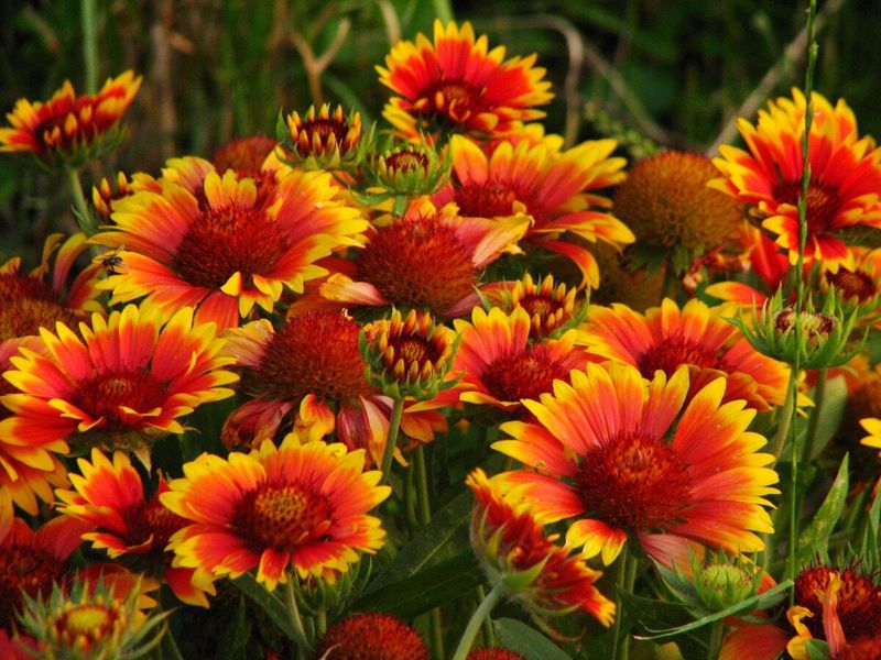 Gaillardia (Blanket Flower)