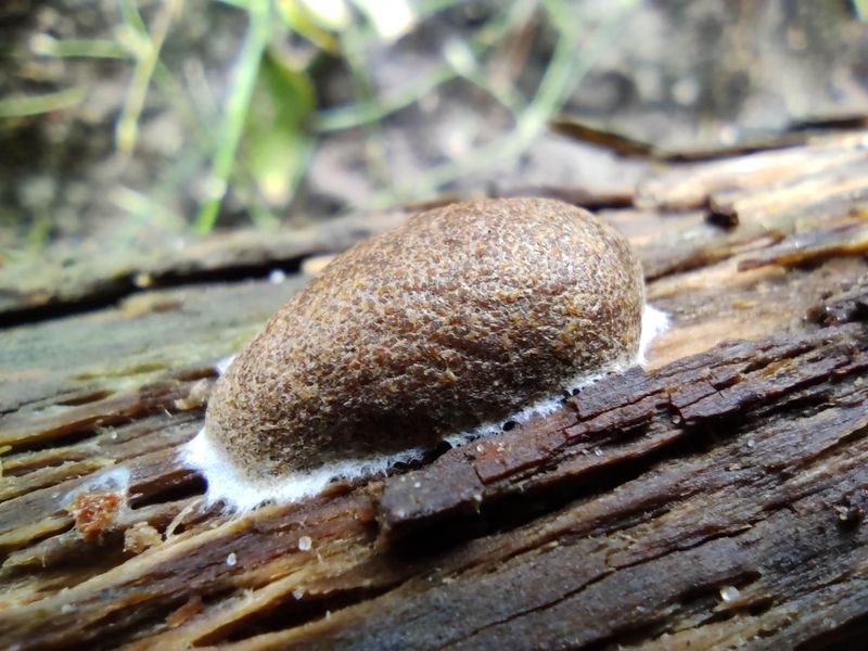 Bird-Poop Fungus