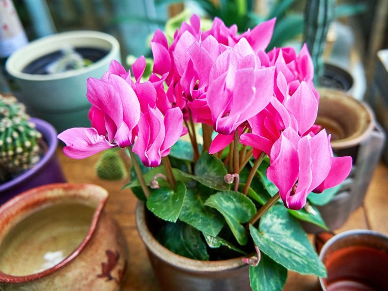 Cyclamen