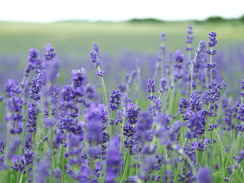 Lavender (Lavandula)