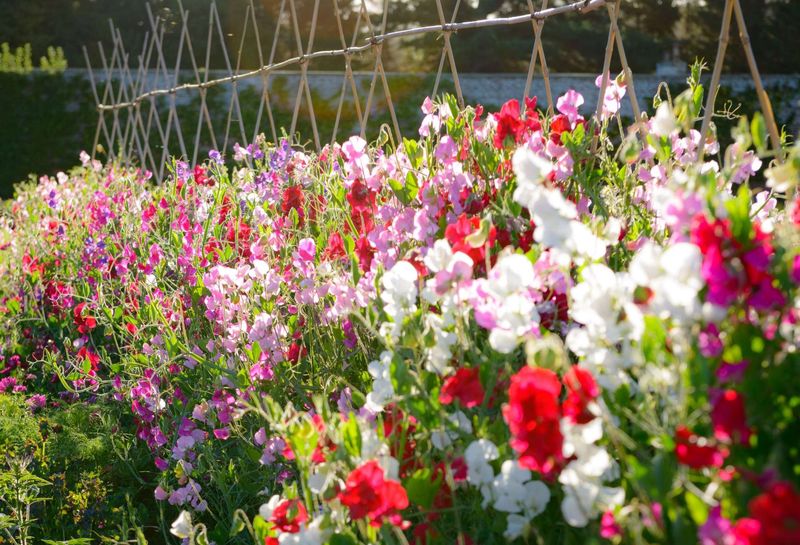 Sweet Pea Symphony