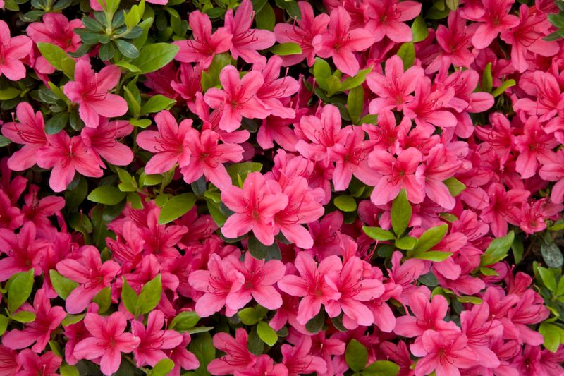 Azaleas - Spectacular but Fleeting