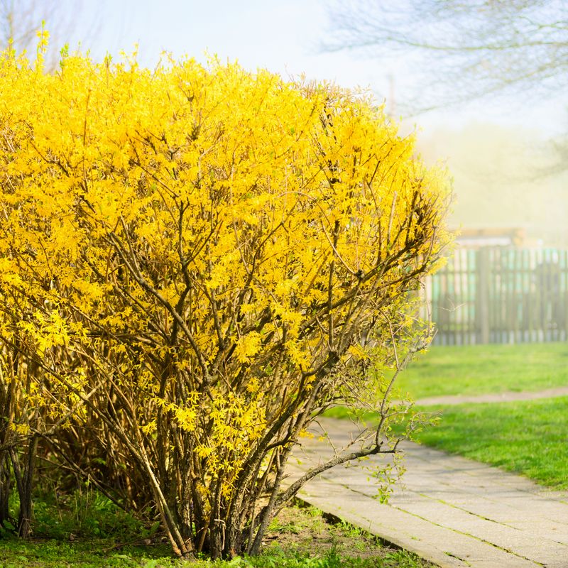 Forsythia