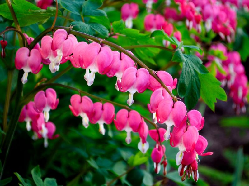 Bleeding Hearts