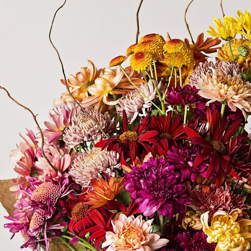 Chrysanthemums
