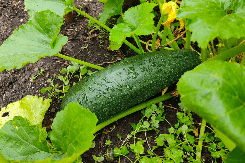 Zucchini